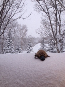 Chilling in the snow in Niseko at Freedom Inn